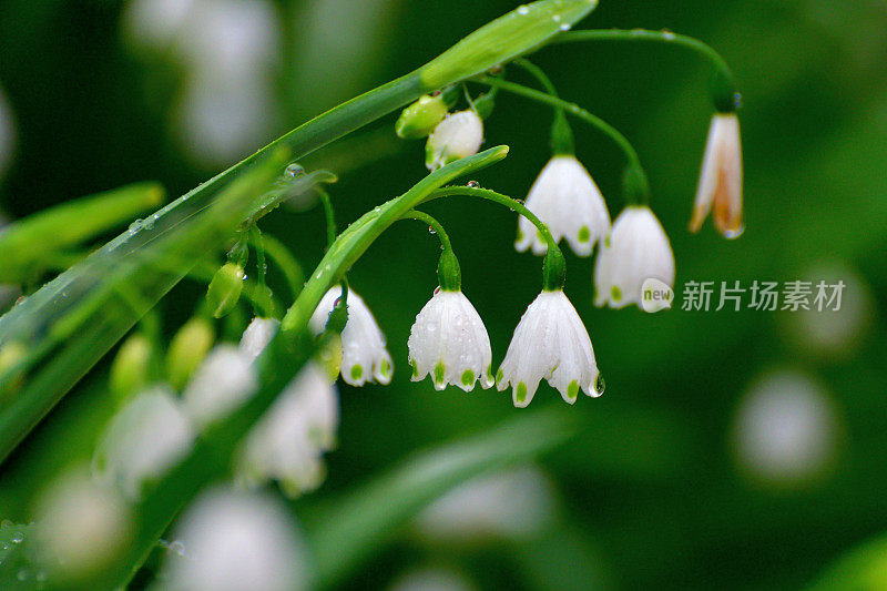 卢科琼弗纳姆 / 雪花